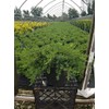Green Promise Farms JUNIPERUS CONFERTA `Blue Pacific` (‎Shore Juniper) Shrub,