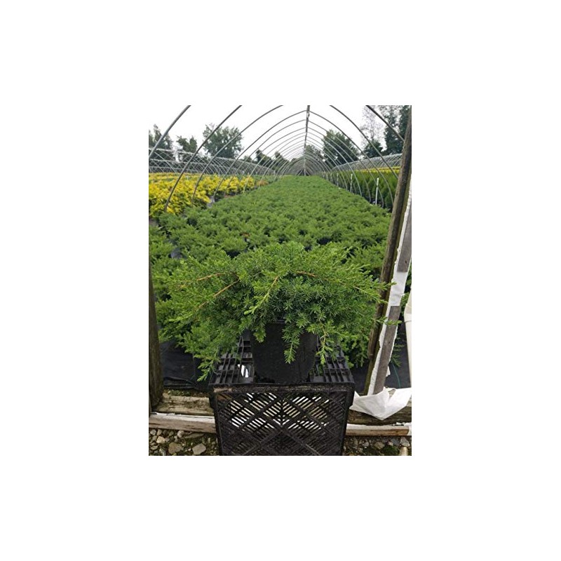 Green Promise Farms JUNIPERUS CONFERTA `Blue Pacific` (‎Shore Juniper) Shrub,