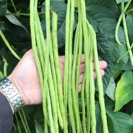 Yard Long Bean - You Fong Wong - 1 g Packet ~6 Seeds - Non-GMO, Heirloom - Asian Garden Vegetable