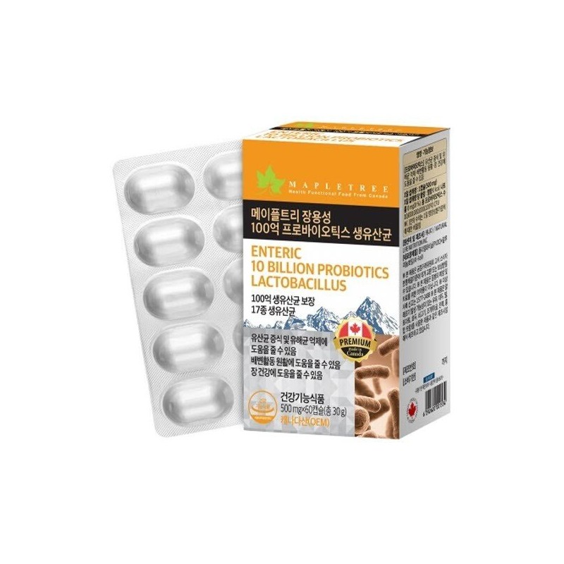 Maple Tree 비피더스b3 다이어트유산균추천 비피움비쓰리다이어트 비피더스유산균 Bifidus B3 Diet Probiotics
