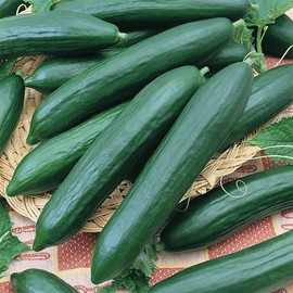 TomorrowSeeds - Tendergreen Burpless Cucumber (English Cucumber) - 50+ Count - English Cucumbers or European Seedless Hothouse Pickles Vegetable Seeds for 2025 Season
