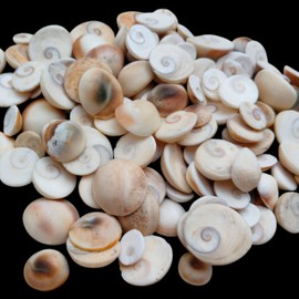 100% Original Gomti Chakra Shiva Eye Shell For Lakshmi Pooja, Wealth Health & Success 21 Piece directly from Indian Gomti River