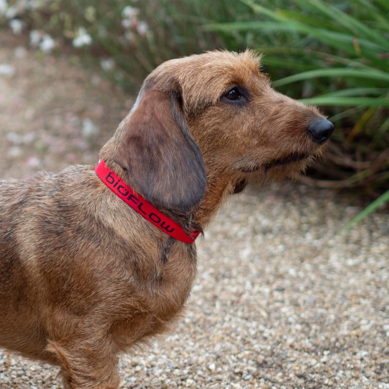Bioflow Dog Collar Red Small (up to 45cm)
