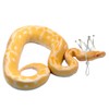 2 Pack Snake Crown with Adjustable Elastic Chin Strap for