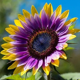 100+ Rare Sunflower Seeds for Planting Rare Bright Purple Yellow Sunflowers Non-GMO Heirloom Seeds for Home Garden Outdoors