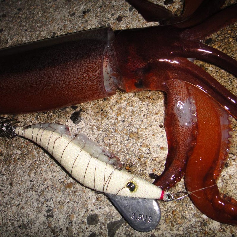 KEYSTONE (ki-suton) Lure egi 早福 Notebook/Jado 8pcs huruguro-howaito 3.5 #