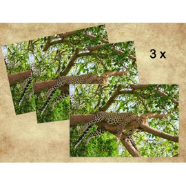 Edition Colibri LEOPARD Postcard Set, 3 Animal Postcards / Postcards of a Sleeping Leopard / for Collectors and Postcrossing (11025)