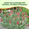 Outsidepride Red Rubra Antennaria Ground Cover Seeds - 1000 Pcs