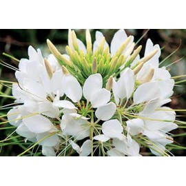 Park Seed Sparkler White Spider Flower Seeds