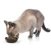 PetRageous Cuenco Ovalado de gres, diseño de Gatito, 13 cm