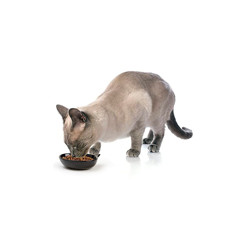PetRageous Cuenco Ovalado de gres, diseño de Gatito, 13 cm