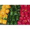 Seeds Sweet Pepper Rainbow Bell Red Mix Organic Heirloom Ukraine