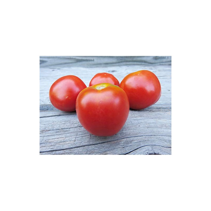 Stupice Tomato Premium Seeds for Planting Packet