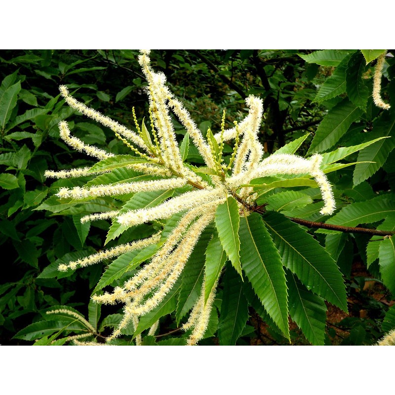 Mieli Thun Castagno - Italian Chestnut Honey - 8.80 ozs