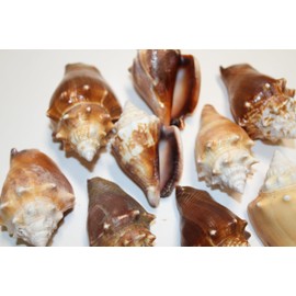 40pc, Natural Strombus Pugilis Fighting Conch Seashells, 2-3/4 x 3-1/2 inches, Craft Collection, Brown and Cream, Shell Art, Sailors Valentines, Beach Decor, SS-13