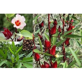 30PCS Hibiscus Seeds Hibiscus Sabdariffa-Jamaica Red Sorrell Roselle-Heirloom Seeds