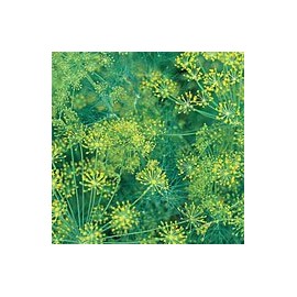 Dill Bouquet Great Garden Herb by Seed Kingdom Bulk 30,000 Seeds