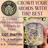 Grow Queen Grow Queen Craft Aroid Potting Mix- Elite Alocasia, Philodendron, Monstera Soil Mix, Chunky, Well Draining Potting Soil for Indoor Plants, All Tropical Plants & Houseplants, Synthetic & Peat Free 2QT