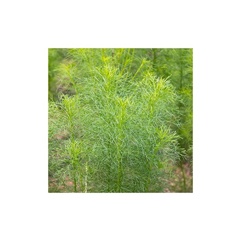 Everwilde Farms - 1/4 Lb Cumin Herb Seeds - Gold