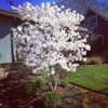 1 Live Plant Star Magnolia Tree | 6-12" in A
