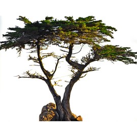 Wet Paint SP12477 Lone Cypress Tree Decoration Prop Cardboard Cutout Standee Standup