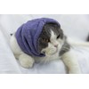 DDFS Cat Hematoma Ear Wrap,Noise Cancelling Headphones Anxiety & Stress