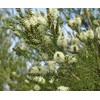 Tea Tree (Arbol de Te) - Aceite Esencial Puro 15