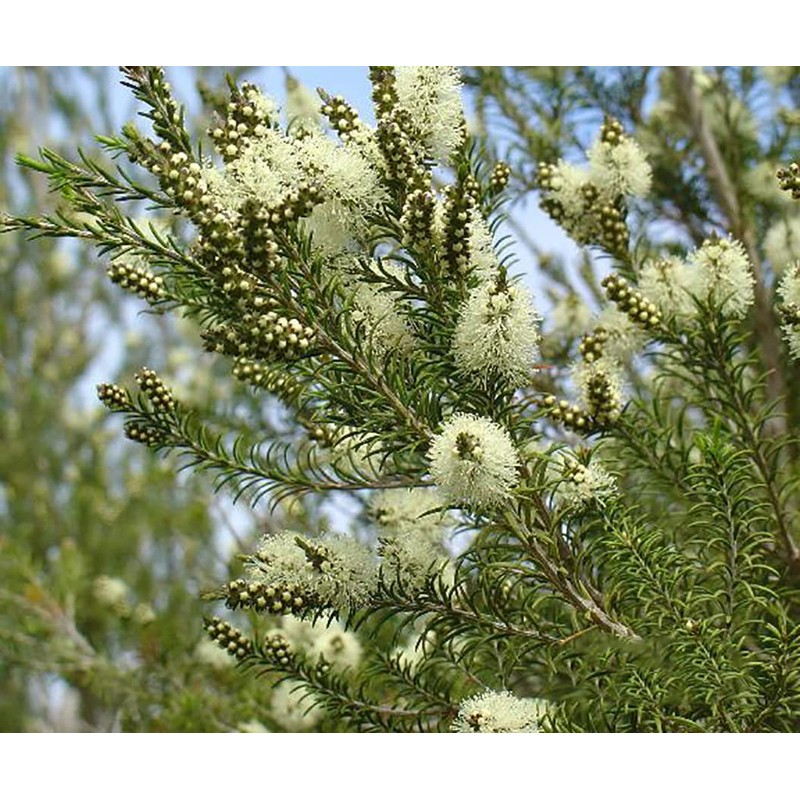 Tea Tree (Arbol de Te) - Aceite Esencial Puro 15