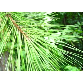 10 Organic Fast Growing Loblolly Pine | Pinus Taeda | Naturally Sprouted Starter Pine Tree Seedlings 6" to 12"