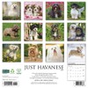 Havanese 2026 12" x 12" Wall Calendar