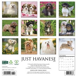 Havanese 2026 12" x 12" Wall Calendar