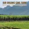 Danodia Foods Organic Brown Jaggery Cubes/Blocks 0.9 Pounds, Natural Sugarcane