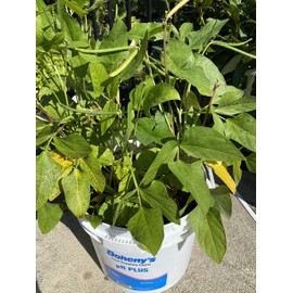 My Favorite Deals 25 Seeds Desi Chori Seeds, No Vines, Shrub Style chori, Indian Beans, Non-GMO, Organic