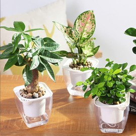 Sungmor Clear Self Watering Planter for Indoor Plants, 3 Pack 6.9 Inch Plastic Violet Flower Pots, Square Watering Plant Pot for House Plants,Orchid,Succulents, Herbs