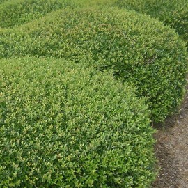 Dwarf Yaupon Schilling Holly | 2 Extra Large Trade 3 Gallon Plants | Ilex vomitoria 'Schillings' | Vibrant Evergreen Shrub | Perfect for Landscaping