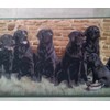 Labrador Retriever Dogs Wallpaper Border