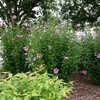 Proven Winners 2 Gal. Purple Pillar Rose of Sharon (Hibiscus)