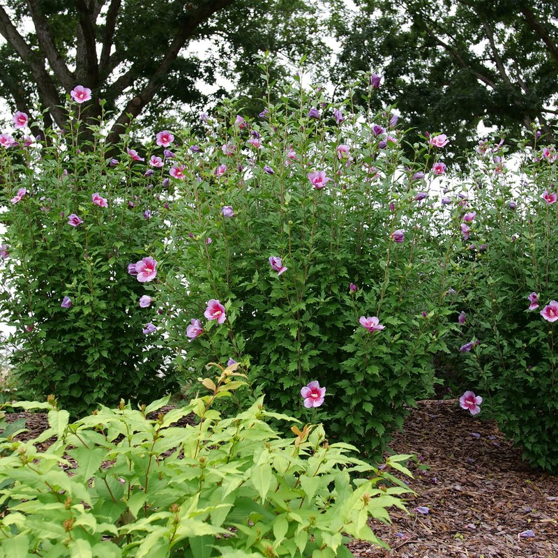 Proven Winners 2 Gal. Purple Pillar Rose of Sharon (Hibiscus)
