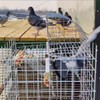 Pigeon Cage, Household Automatic Sky Falling Bird Container Rotating Flip
