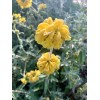 Home-Growth Shrubby Jerusalem Sage, Phlomis Fruticosa - 50 seeds 2024