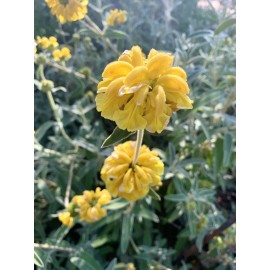 Home-Growth Shrubby Jerusalem Sage, Phlomis Fruticosa - 50 seeds 2024 - USA