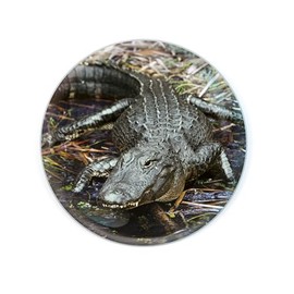 Magnidome - Deluxebase Crocodile Alligator Fridge Magnet Crystal Glass Fridge Magnet for Kids Beautiful Magnetic Domes for Home Decoration