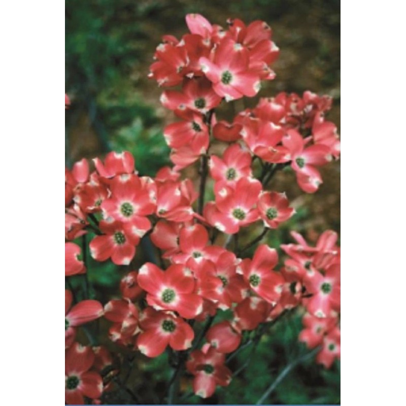 Toadstool Seeds 5 Red Pygmy Dogwood Seeds Tree Flowering Hardy