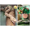 Tikwisdom 170CM High simulation Super long Brown python Soft Plush