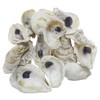 The Shell Connection | Oyster Shells 3" - 4" |