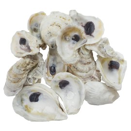 The Shell Connection | Oyster Shells 3" - 4" | 24 Pieces