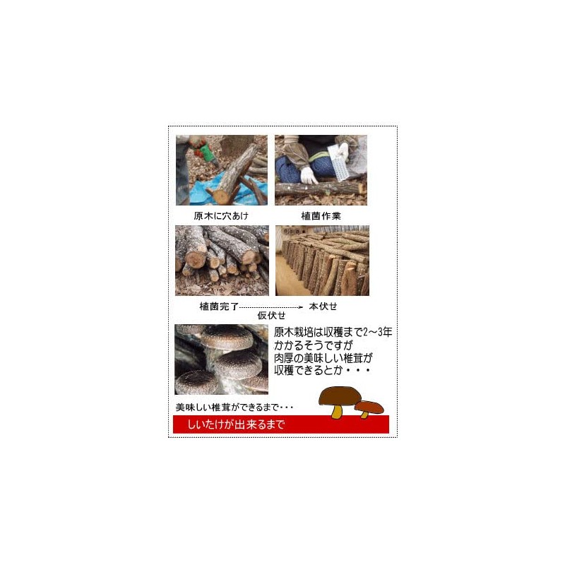 Star-M Shiitake Bit, Half-moon Shape, 12.7 42-127