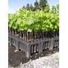 Stuewe & Sons – Deepot 20 Cavity Tray with D40L