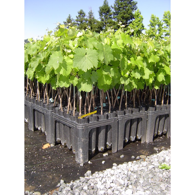 Stuewe & Sons – Deepot 20 Cavity Tray with D40L