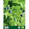 Biojoy Organic blueberry leaf tea (100 g), blueberry leaves, dried